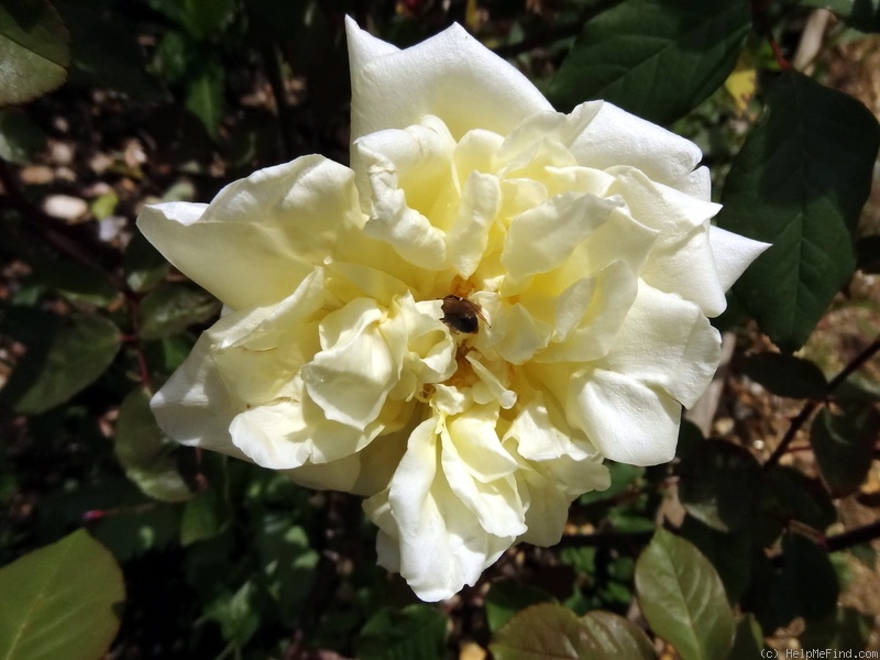 'Isabella Sprunt' rose photo