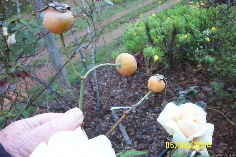 'Safrano (Tea, Beauregard, 1837)' rose photo
