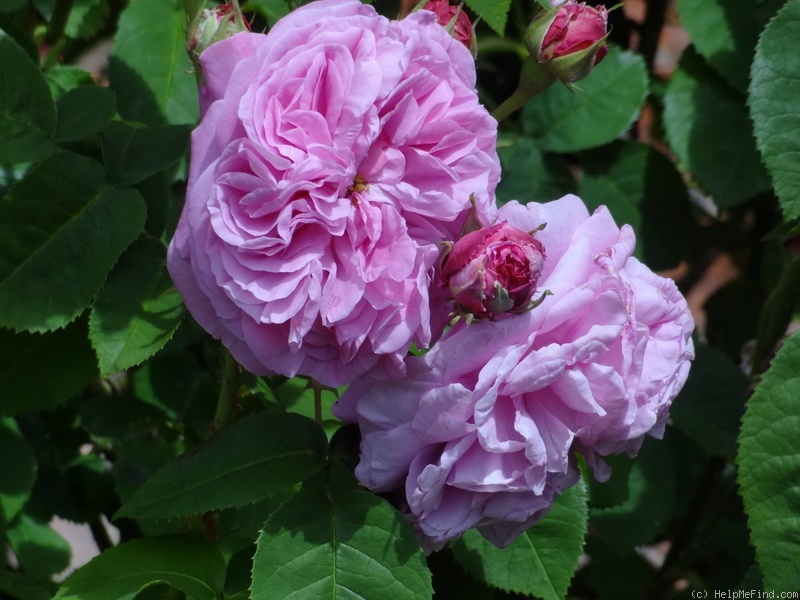 'Gros Choux d'Hollande' rose photo