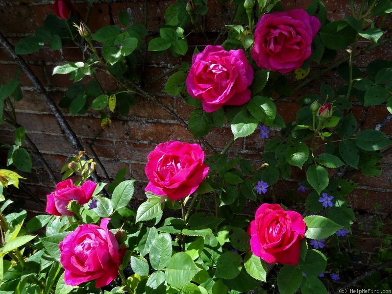 'Captain Hayward' rose photo