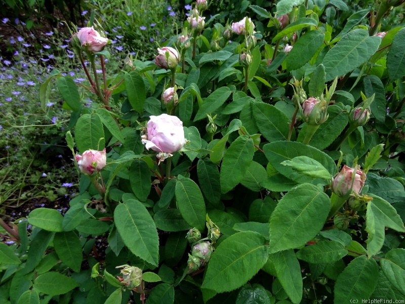 'Spencer' rose photo