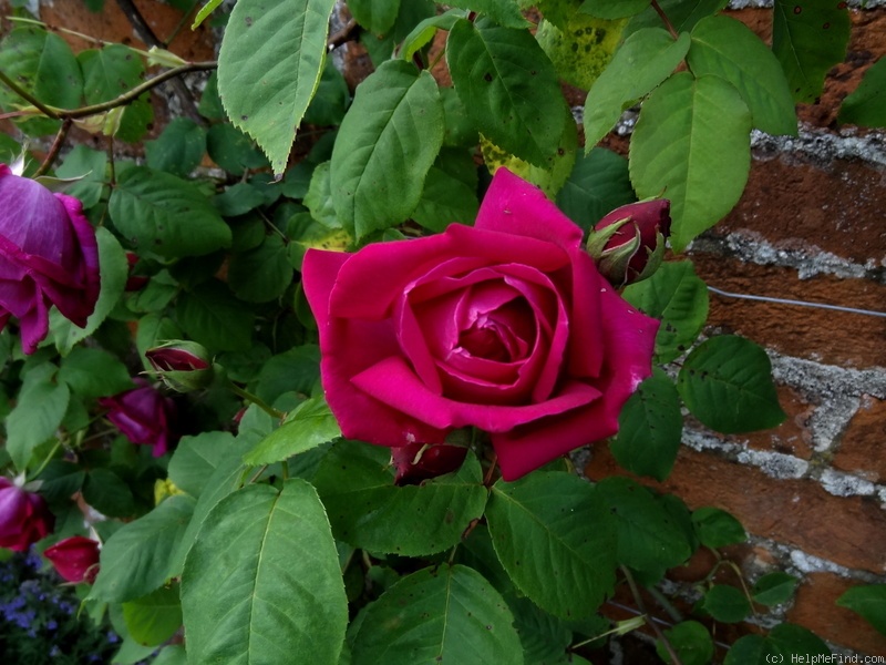 'Ards Rover' rose photo