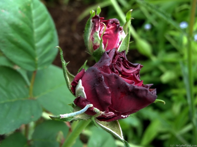 'Désirée Fontaine' rose photo
