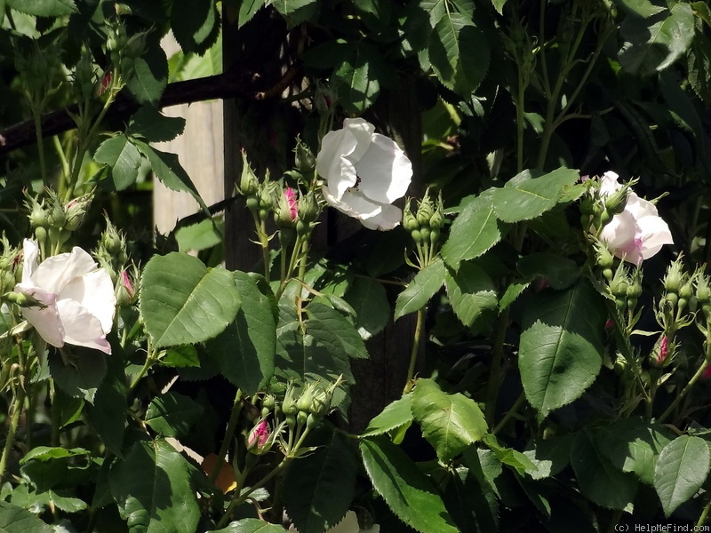'Paul's Single White' rose photo