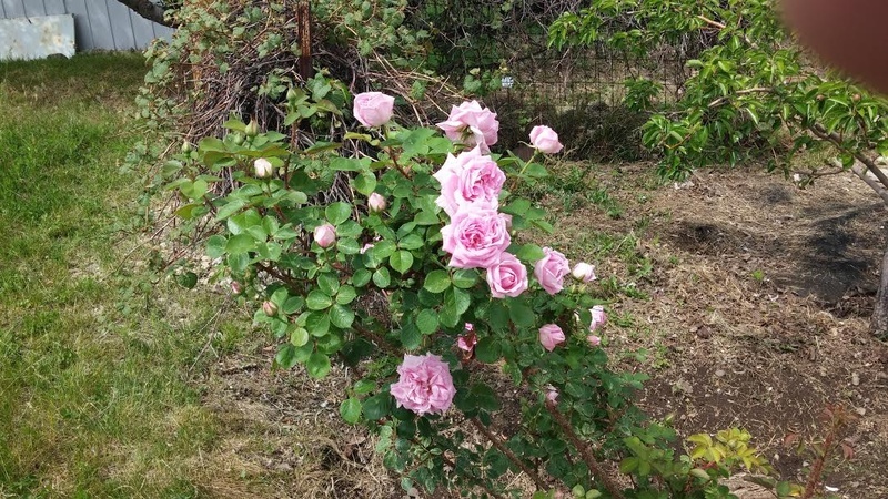 'Conrad Ferdinand Meyer' rose photo