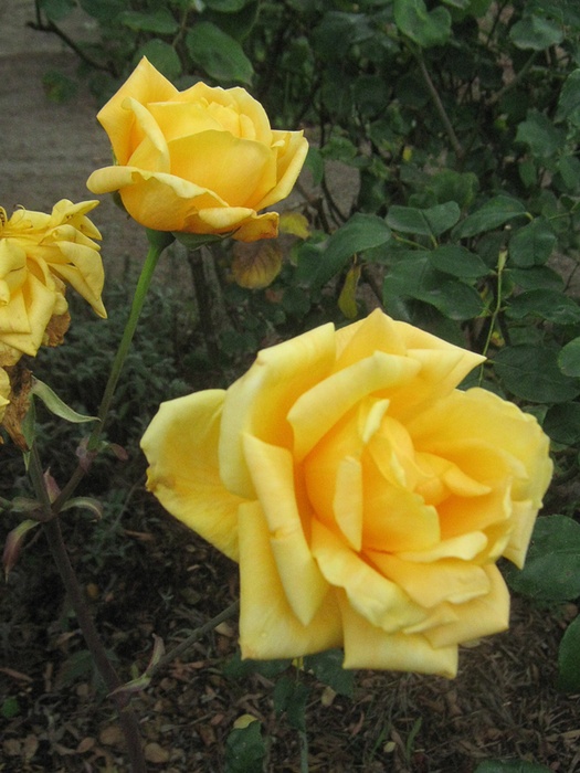 'Dividend' rose photo