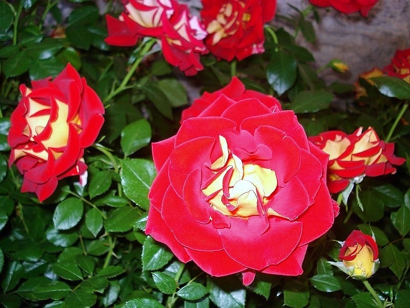'Ketchup & Mustard ®' rose photo