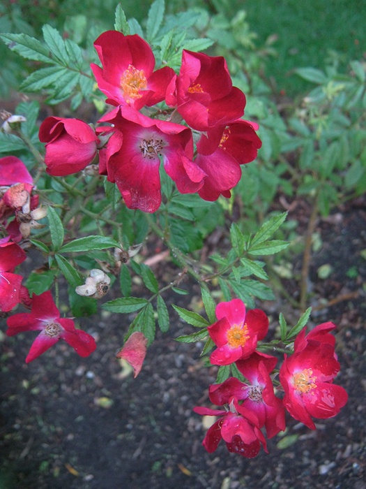 'Claret Cup (Polyantha, Riethmuller, 1962)' rose photo