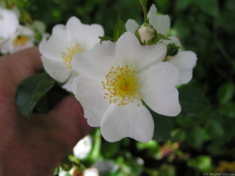 'R. wichuraiana' rose photo