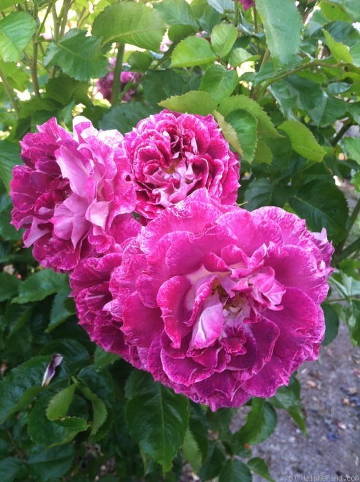 'Let's Celebrate (floribunda, Fryer, 2011)' rose photo