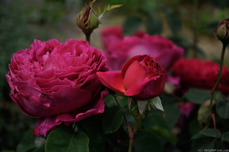 'Othello (English Rose, Austin, 1986)' rose photo