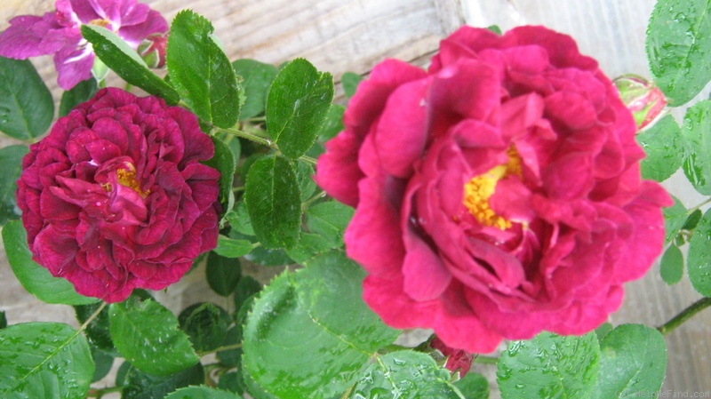 'Gipsy Boy (Bourbon, Geschwind, 1909)' rose photo