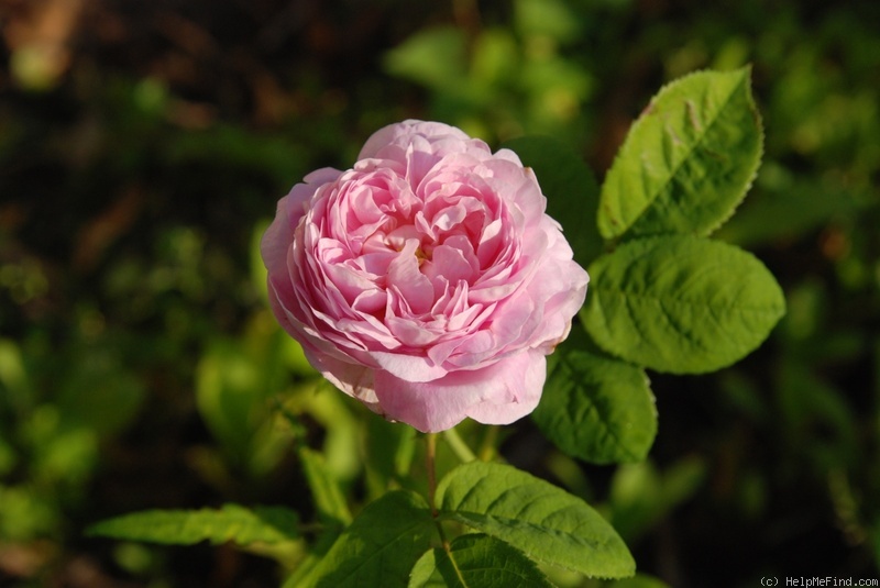 'Duchesse De Montebello (hybrid China, Laffay, 1824)' rose photo