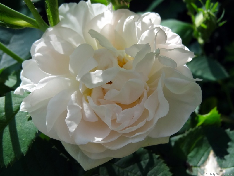 'Princesse de Lamballe' rose photo