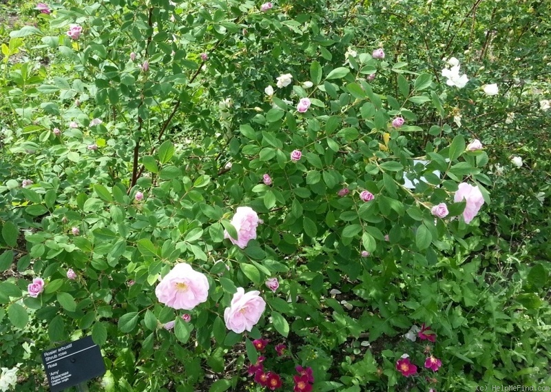 'Amy (shrub, Schowalter, 1966)' rose photo