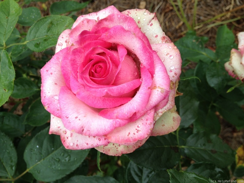 'My Lady Barbara' rose photo