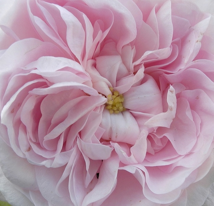 'Duchesse De Montebello (hybrid China, Laffay, 1824)' rose photo