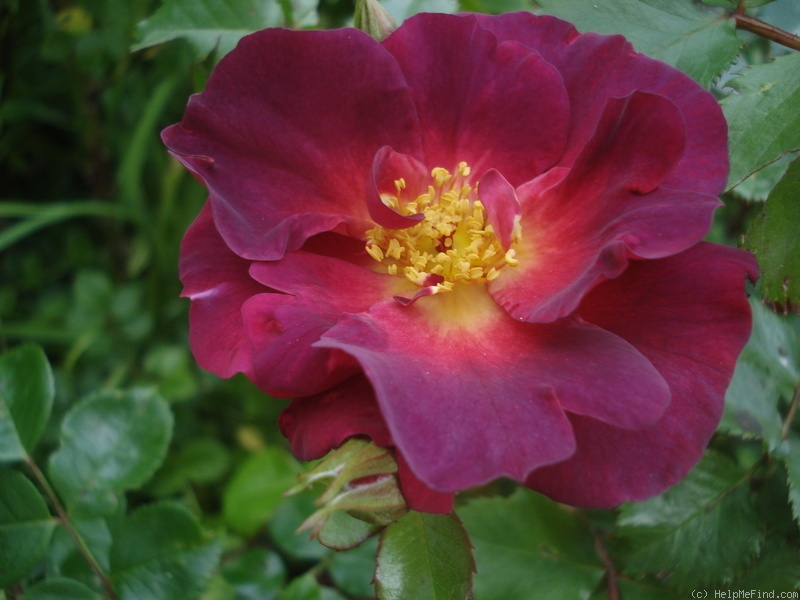 'Wild Rover (Floribunda, Dickson, 2007)' rose photo