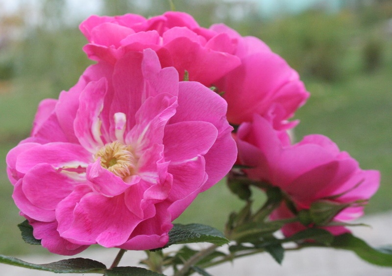 'Raita' rose photo