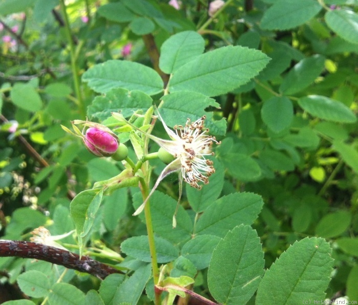 'R. ultramontana' rose photo