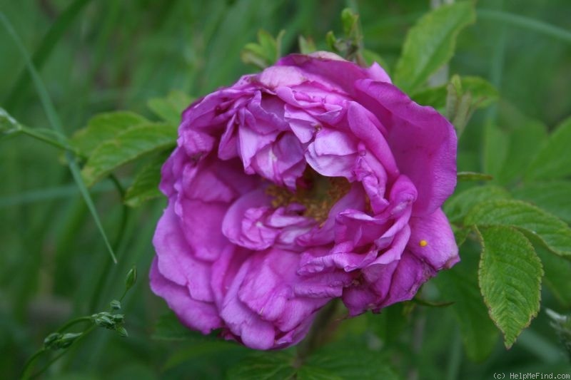 'Sastra' rose photo