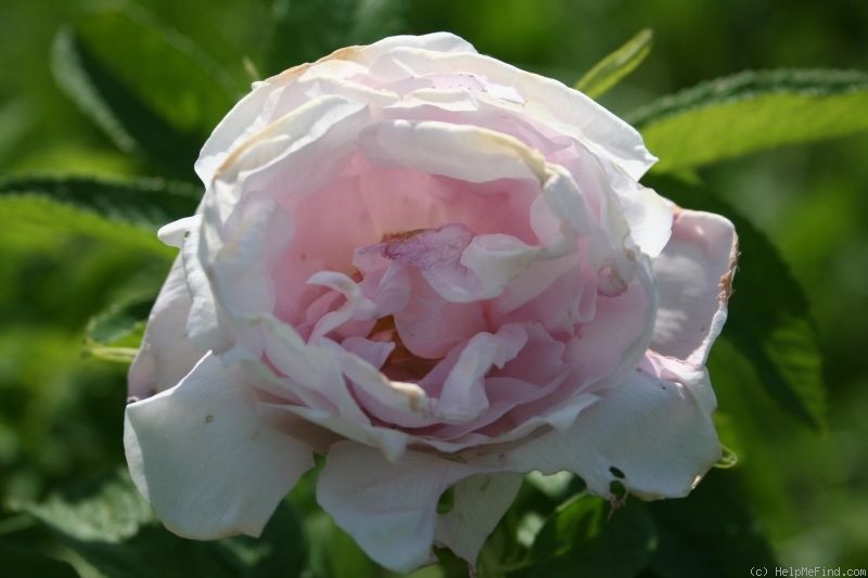 'Sistra' rose photo