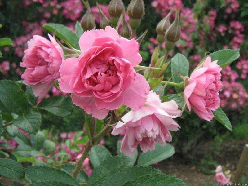 'Pink Grootendorst' rose photo