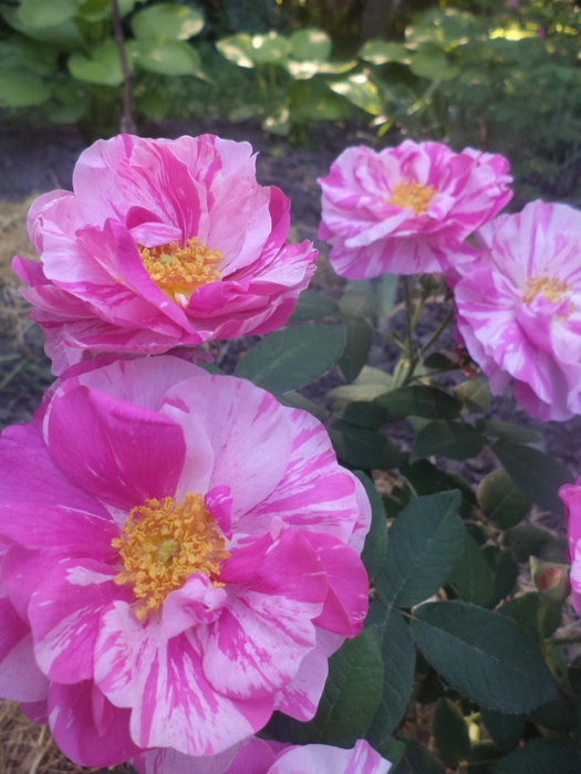 'Versicolor (gallica, unknown, before 1658)' rose photo