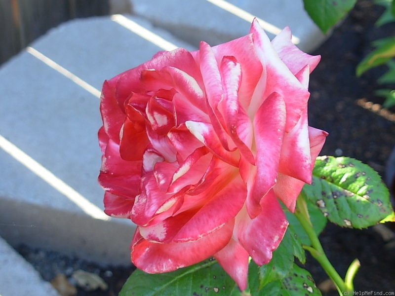 'Mercury Rising ™' rose photo