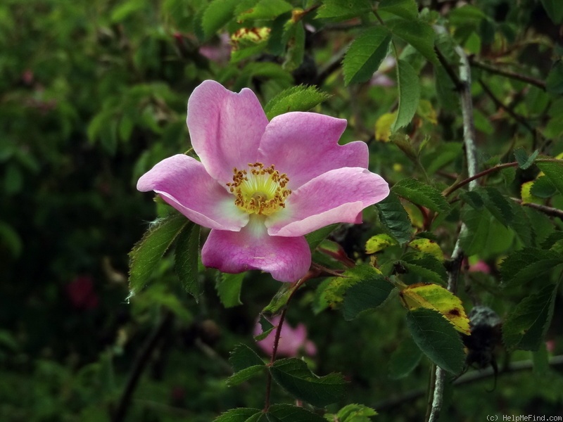 'Hibernica' rose photo