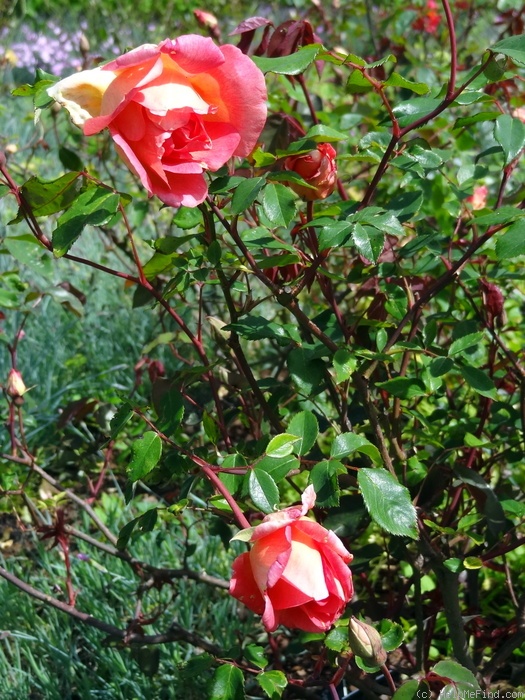 'Comtesse du Cayla' rose, click to enlarge 'Comtesse du Cayla' rose photo