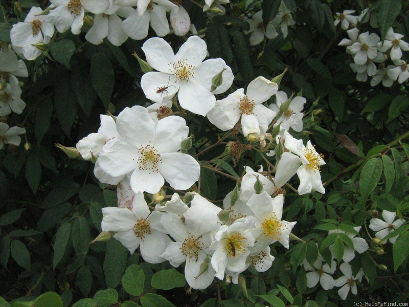 'R. brunonii' rose photo