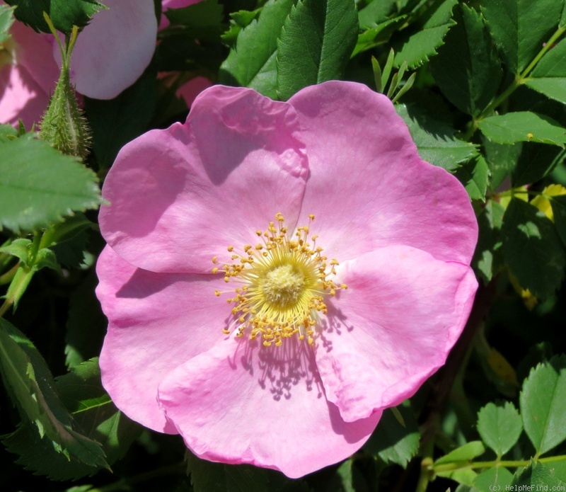 'Smooth Rose' rose photo