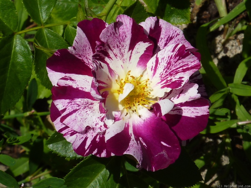 'Purple Splash ®' rose photo