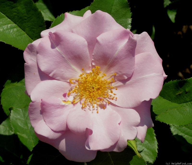 'Blueberry Hill ™' rose photo