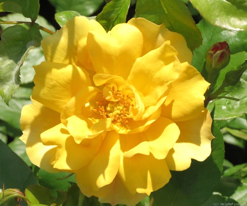 'Tequila Gold ®' rose photo