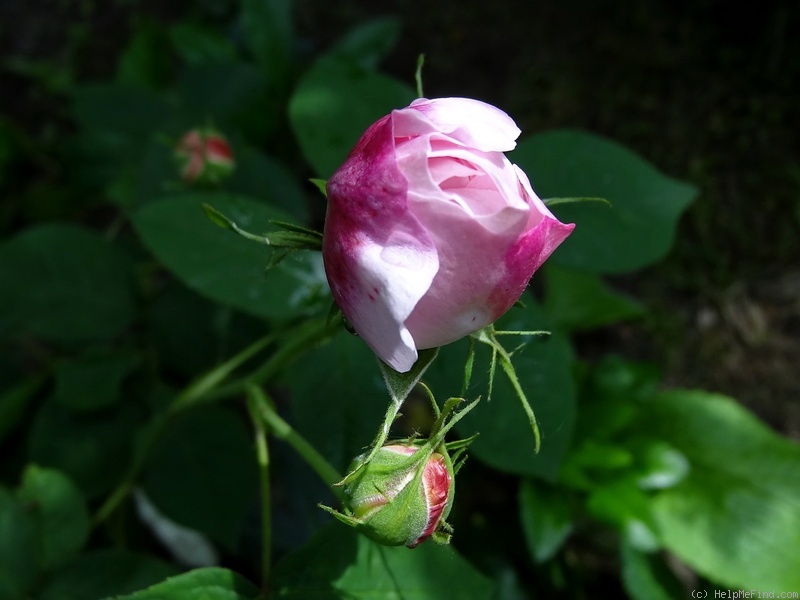 'Juno (centifolia, Bell before 1820)' rose photo