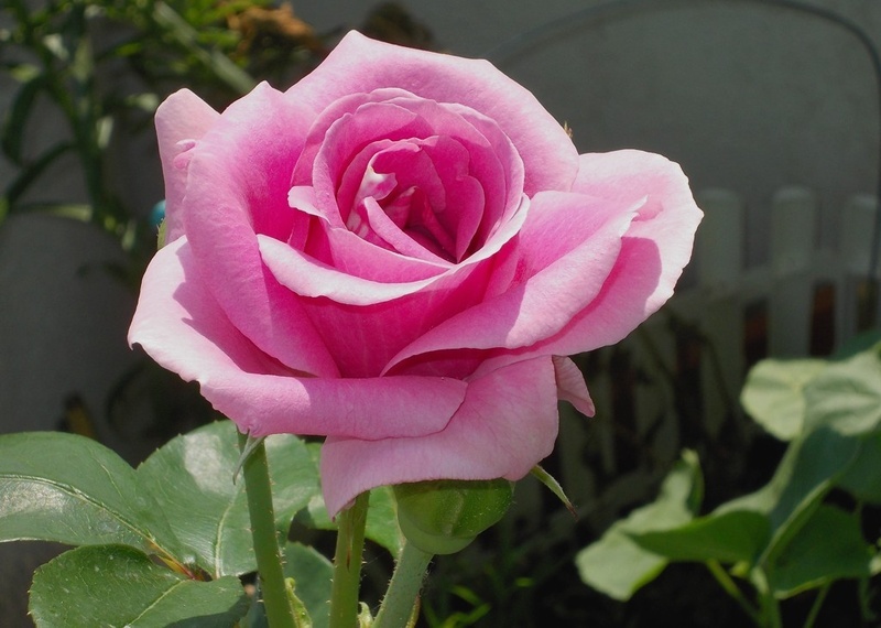 'Blue Queen ®' rose photo