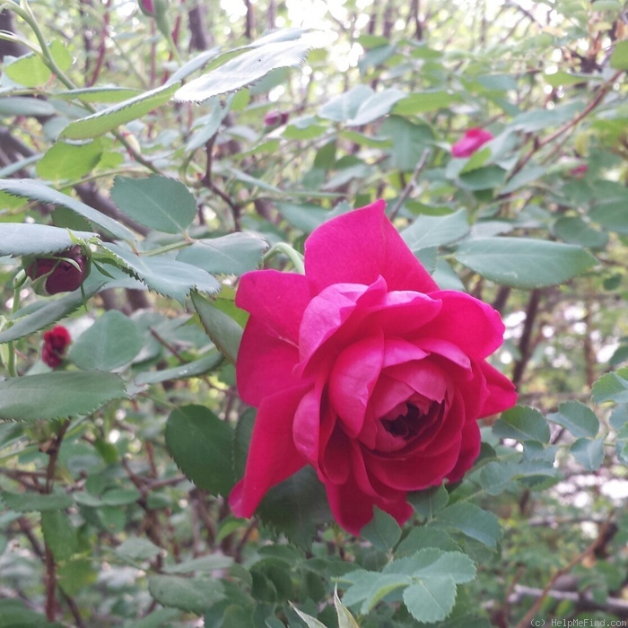 'Quadra' rose photo