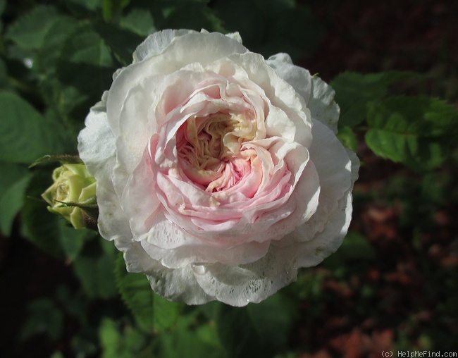 'Félicité Parmentier' rose photo