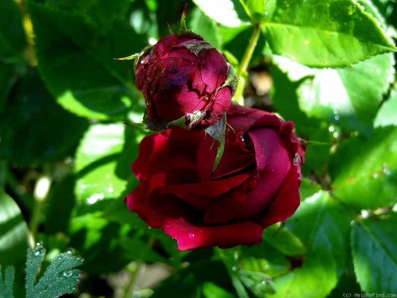 'Alfred Colomb (hybrid perpetual, Lacharme, 1865)' rose, click to enlarge 'Alfred Colomb (hybrid perpetual, Lacharme, 1865)' rose photo
