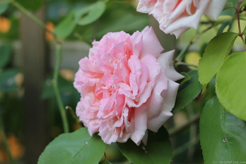 'Gloire de Dijon (Tea Noisette, Jacotot 1850)' rose photo