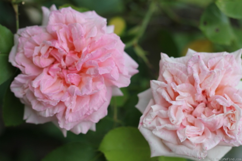 'Gloire de Dijon (Tea Noisette, Jacotot, 1849)' rose photo