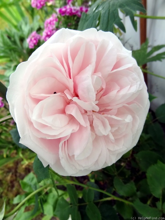 'Souvenir de la Malmaison' rose photo