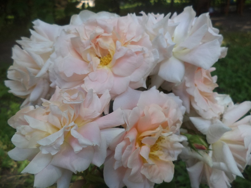 'Morgengruss' rose photo