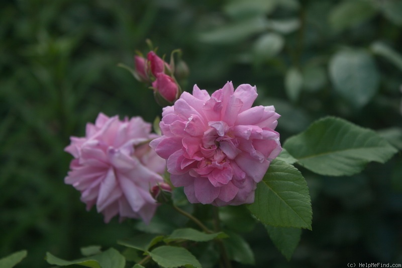 'Mistress Quickly' rose photo