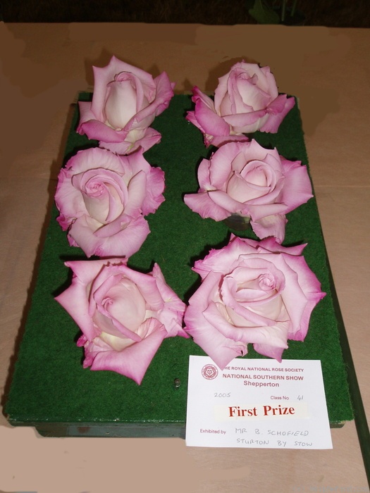 'Admiral Rodney' rose photo