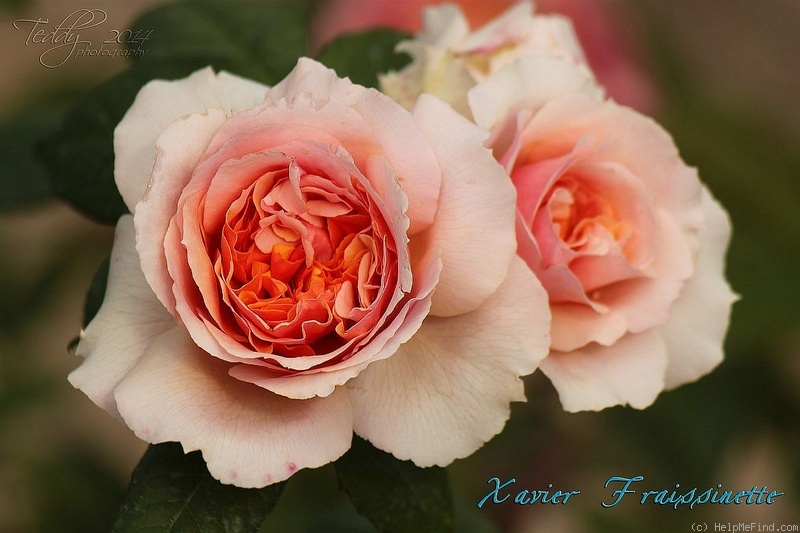 'Xavier de Fraissinette ®' rose photo