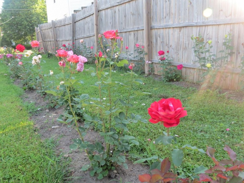 'Andrea's Michigan Rose Garden'  photo