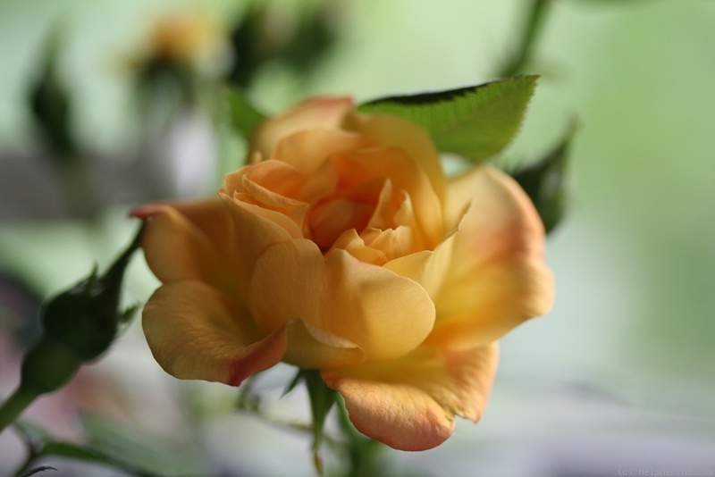 '1-72-1rugeldafly' rose photo